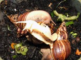 Achatina fulica jade with Normal A. fulica
