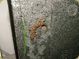 "Gnat" the House Gecko (Hemidactylus turcicus)